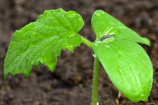 植物冠層分析儀可檢測項目有哪些？