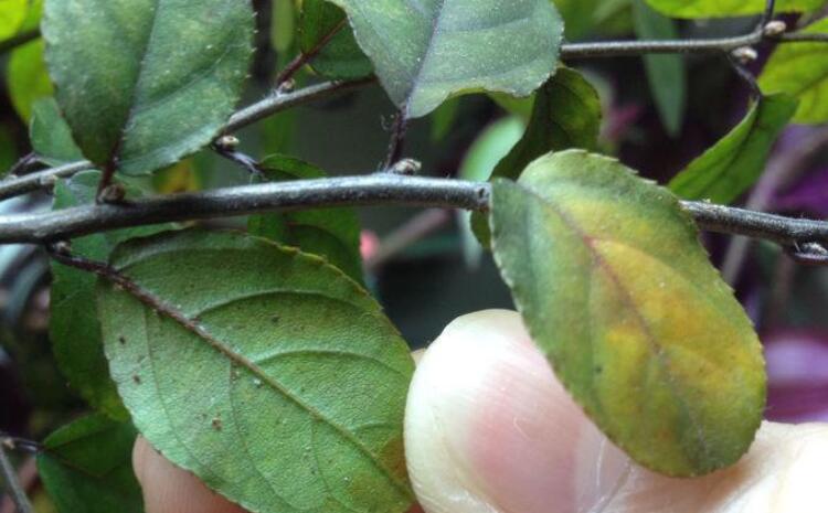 植物營(yíng)養(yǎng)診斷儀