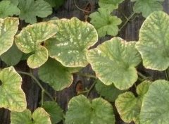 葉面積測定儀對于農(nóng)作物生長的重要意義！