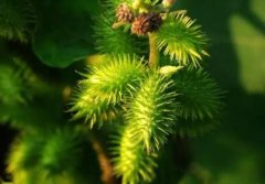 植物冠層分析儀的應(yīng)用