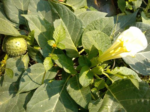 光合作用測定儀 光合作用測定儀