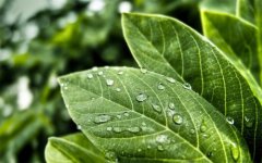 植物營養(yǎng)測(cè)定儀的使用有哪些好處？