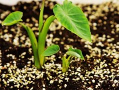 手持葉綠素檢測儀的使用方法是什么？